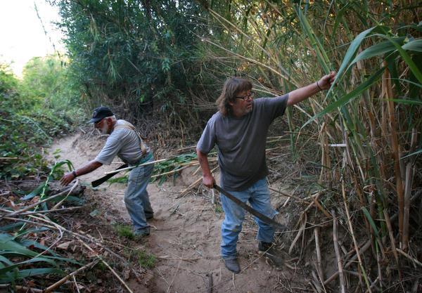 Clearing Trees for the Best Horse Riding Area